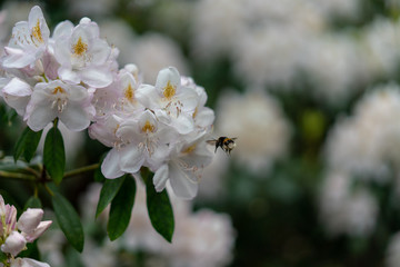 bee on a flower of bird cherry