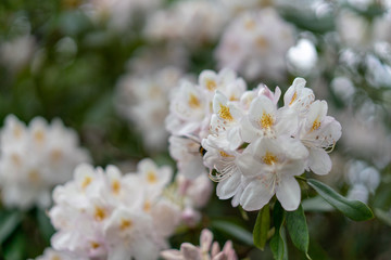 bee on a flower of bird cherry
