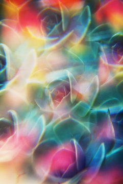 Succulent photographed through prism filter