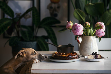 Side view of dog looking at cheesecake
