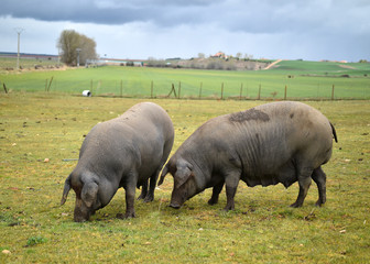 cerdos ibericos