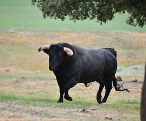 tipico toro español