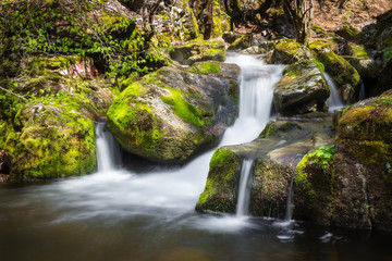 Cascades of a mountain creek falling down the wet, green moss covered rocks in the forest during early spring and lighten by the sun