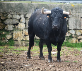 tipico toro español
