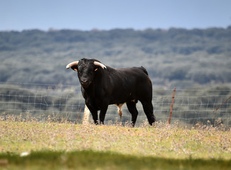 tipico toro español