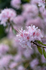 pink flower in the garden