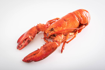 isolated lobster on white background