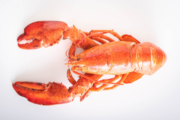 isolated lobster on white background