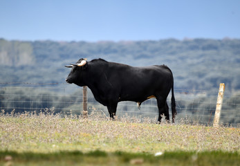 tipico toro español