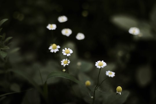 Closeup on white chamomile flower
