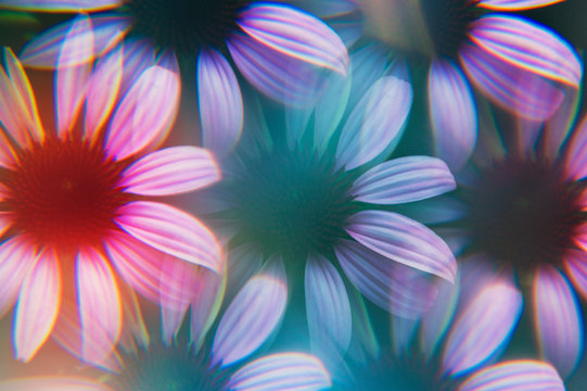 Echinacea photographed through prism filter