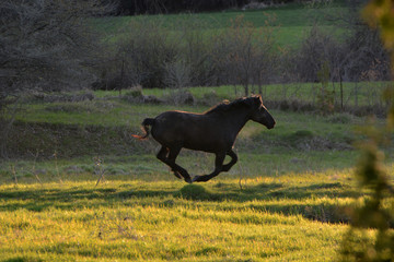 Horse Running