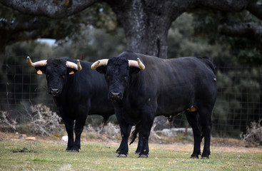 tipico toro español