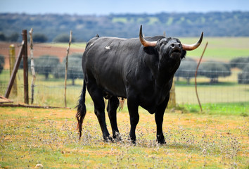 tipico toro español