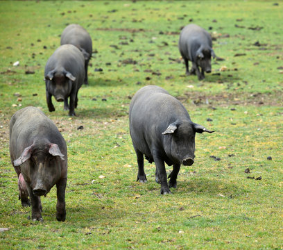 cerdos ibericos