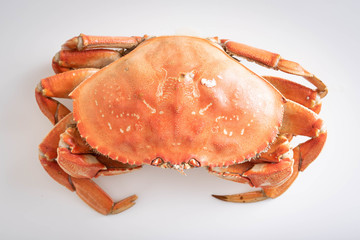 isolated dungeness crab on white background © ahirao