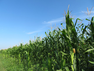 Obraz premium Green corn field against clear blue sky and white clouds. Young corn stalks with cobs, agricultural industry in summer