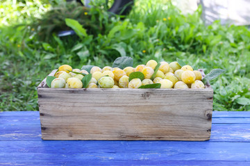 Fresh yellow plums. Ripe fruits in a wooden box on boards background.
