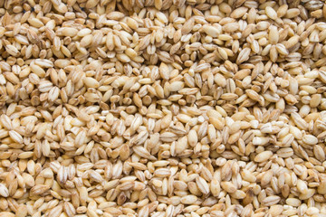 background of raw dry grains of pearl barley decomposed by furrows