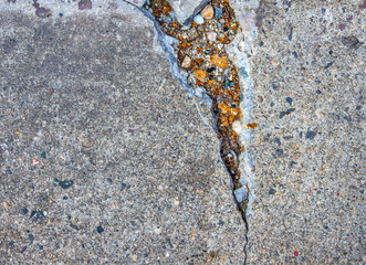 crack in sidewalk