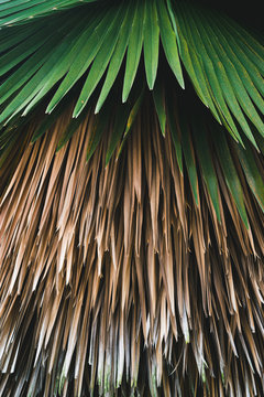 Sugar palm leaf