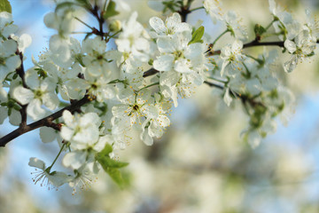 Obraz premium Flowering trees in spring on a blurred background, selective focus, beautiful garden and good harvest in summer. Branches of plums in spring garden with blur effect for abstract background