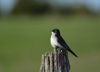 Eastern Kingbird