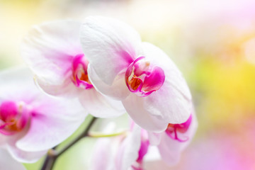 Naklejka na ściany i meble Beautiful tropical exotic branch with white, pink and magenta Moth Phalaenopsis Orchid flowers in spring in the forest on bright colorful background