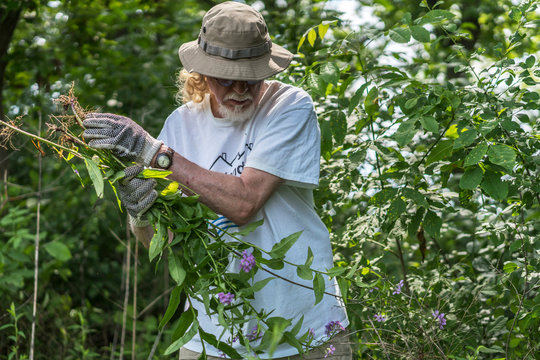 Volunteer Removes Invasive Species From Banks of Milwaukee River,