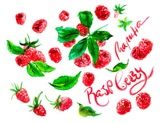Hand drawn watercolor raspberry on a white background. Watercolor illustration of berries