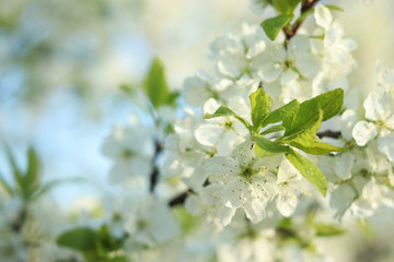 Flowering trees in spring on a blurred background, selective focus, beautiful garden and good harvest in summer. Branches of plums in spring garden with blur effect for abstract background