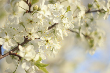 Flowering trees in spring on a blurred background, selective focus, beautiful garden and good harvest in summer. Branches of plums in spring garden with blur effect for abstract background