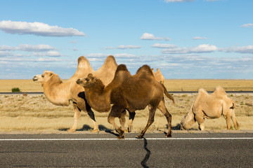 Bactrian camels go on the road in the Gobi Desert, Inner Mongolia, China