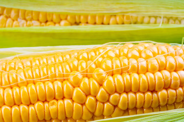 fresh and ripe corn cobs