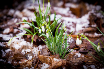 Group of snowdrop flowers growing in snow