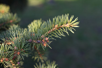 Green spruce branches, new shoots and needles on the background of nature