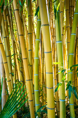 Naklejka premium Bamboo forest. nature background . bamboo plant