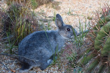 beautiful little gray rabbit in cactuses