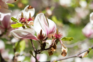 Beautiful spring flowers magnolia blossoming over blurred nature background, selective focus
