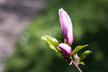 Fototapeta premium Beautiful spring flowers magnolia blossoming over blurred nature background, selective focus
