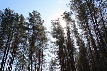 Great pines overhead  in the sun