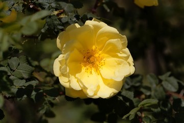 Blossom of a Harisons yellow rose