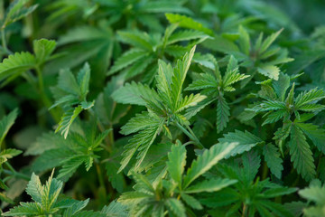 Green background of leaves. Young cannabis plant. Cannabis at the beginning of flowering.