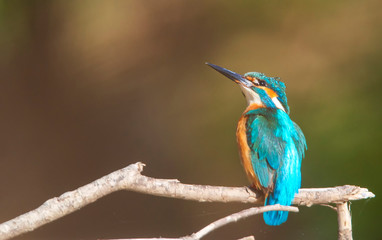 Beautiful nature scene with Common kingfisher (Alcedo atthis).