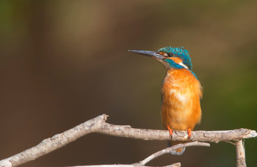 Beautiful nature scene with Common kingfisher (Alcedo atthis).