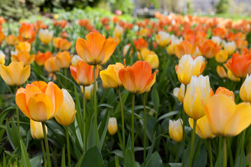 Spring tulips in the park
