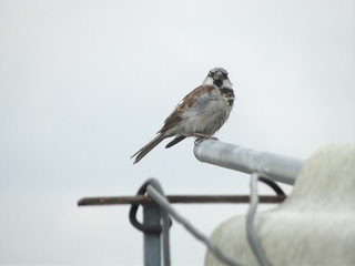 Pajaro