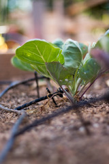 Brussels sprouts growing in garden with drip irrigation system