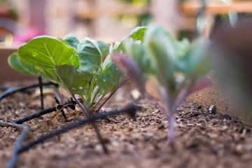 Brussels sprouts growing in garden with drip irrigation system