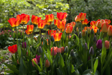 Spring tulips in the park